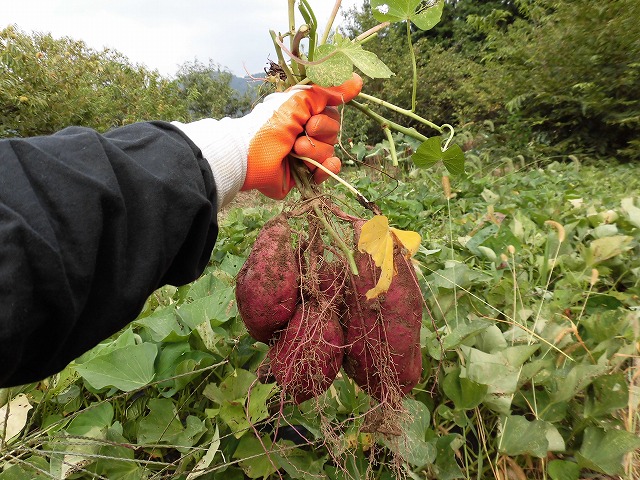 %e5%86%99%e7%9c%9f%ef%bc%92